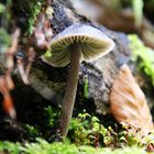 Pilz im Wald