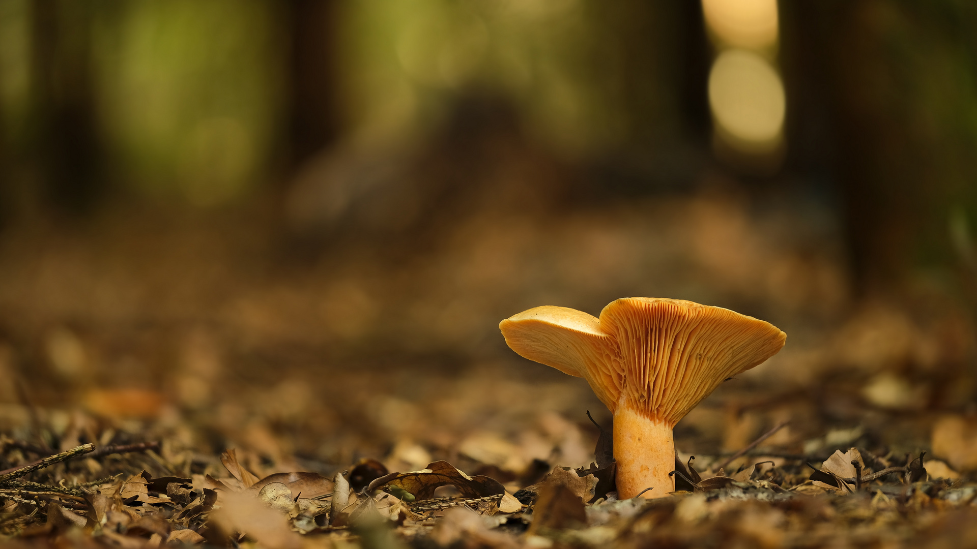 Pilz im Wald