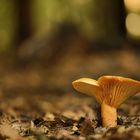 Pilz im Wald