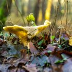 Pilz im Wald