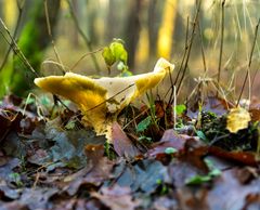 Pilz im Wald