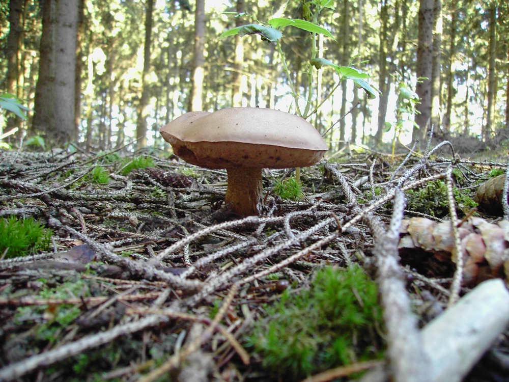 Pilz im Wald