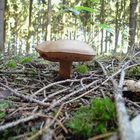 Pilz im Wald