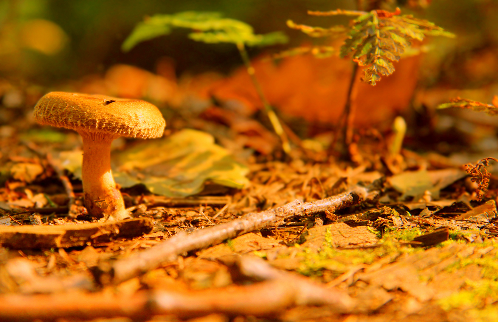 Pilz im Wald