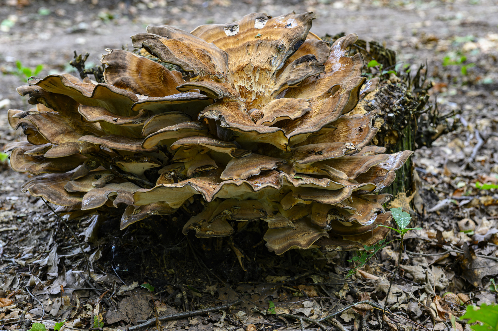 Pilz im Wald