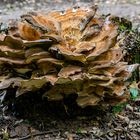 Pilz im Wald