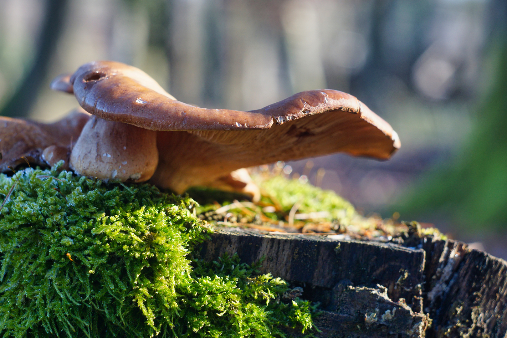 Pilz im Wald