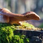 Pilz im Wald