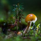 Pilz im Wald