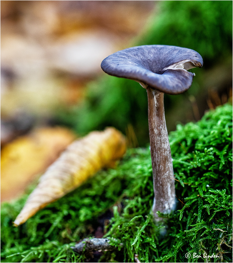 Pilz im Wald 