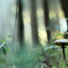 Pilz im Wald