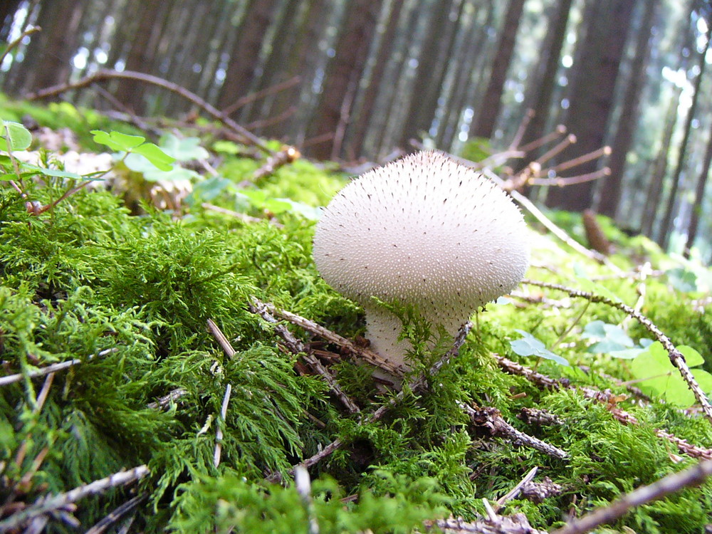 Pilz im Wald