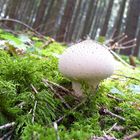 Pilz im Wald