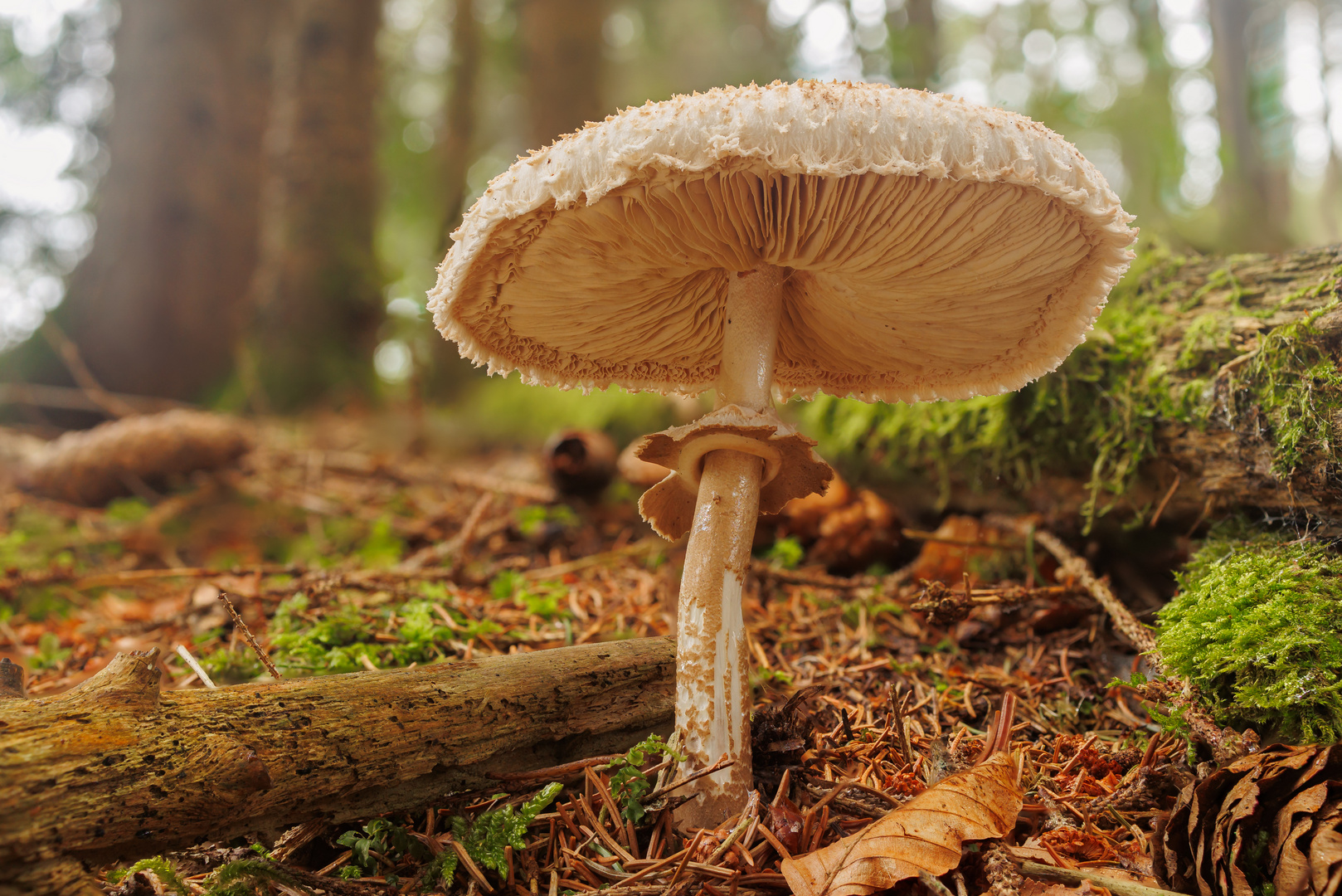 Pilz im Wald