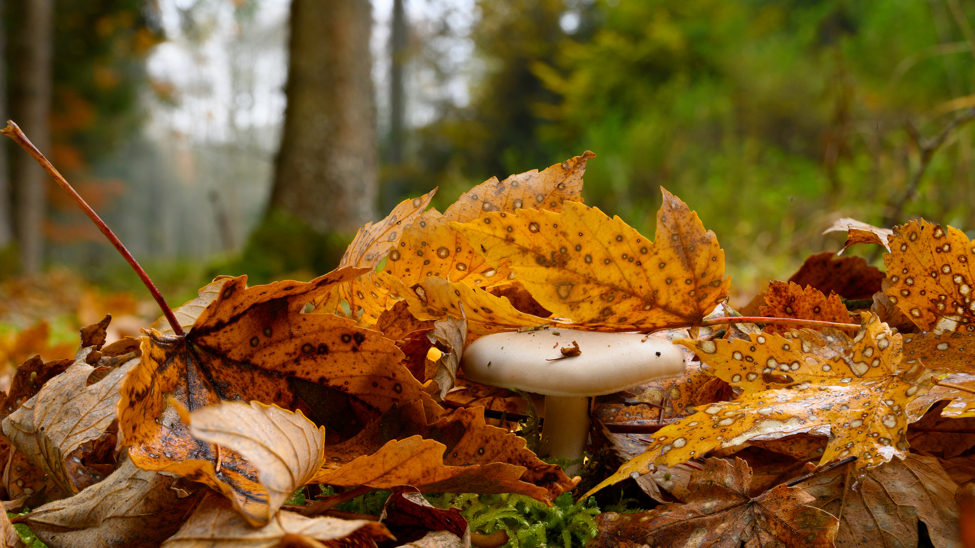 Pilz im Wald