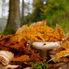 Pilz im Wald