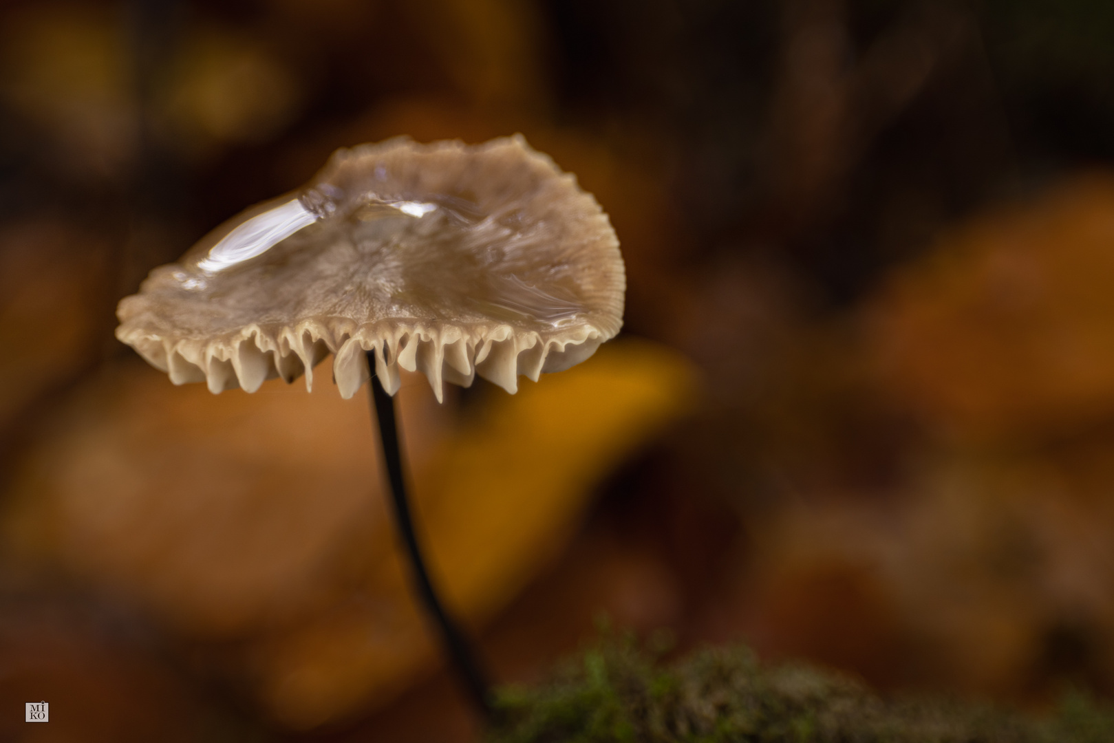 Pilz im Wald