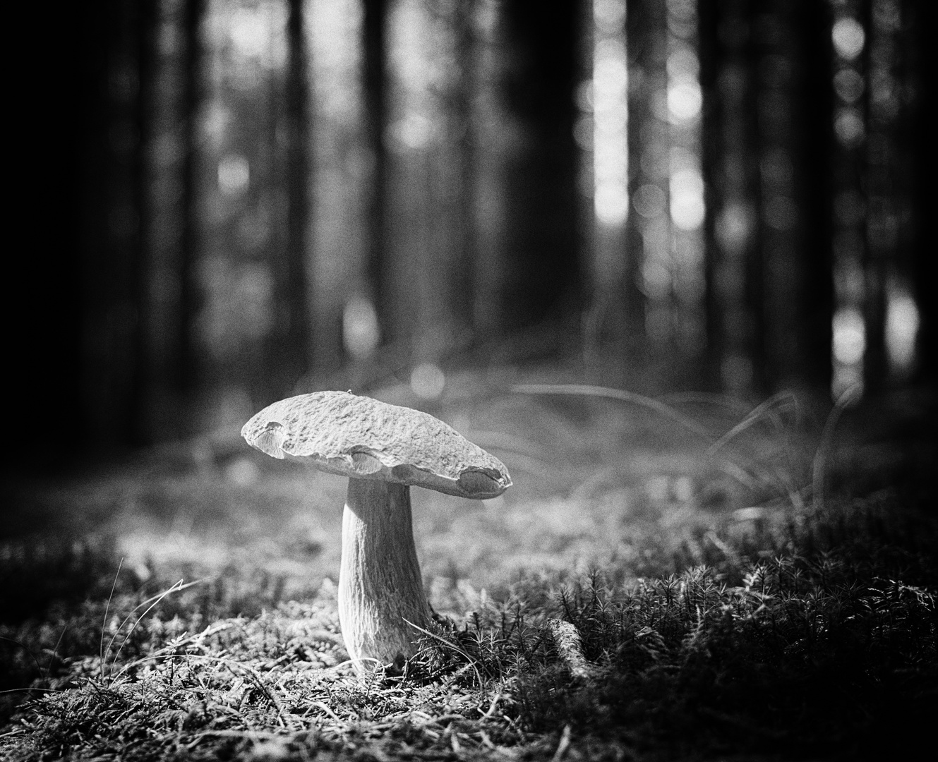 Pilz im Wald