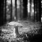 Pilz im Wald