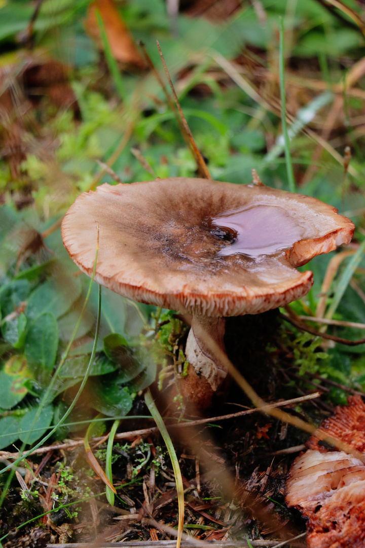 Pilz im Wald