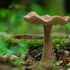 Pilz im Wald