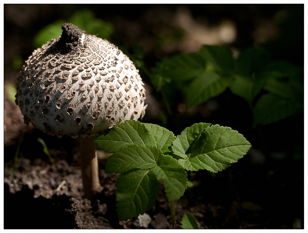 Pilz im Wald