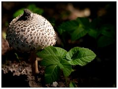 Pilz im Wald