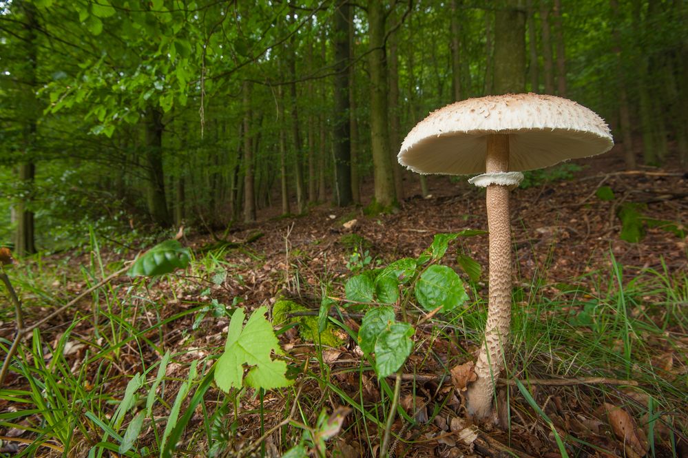 Pilz im Wald