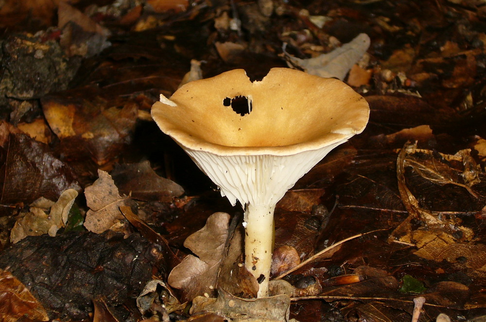 Pilz im Wald