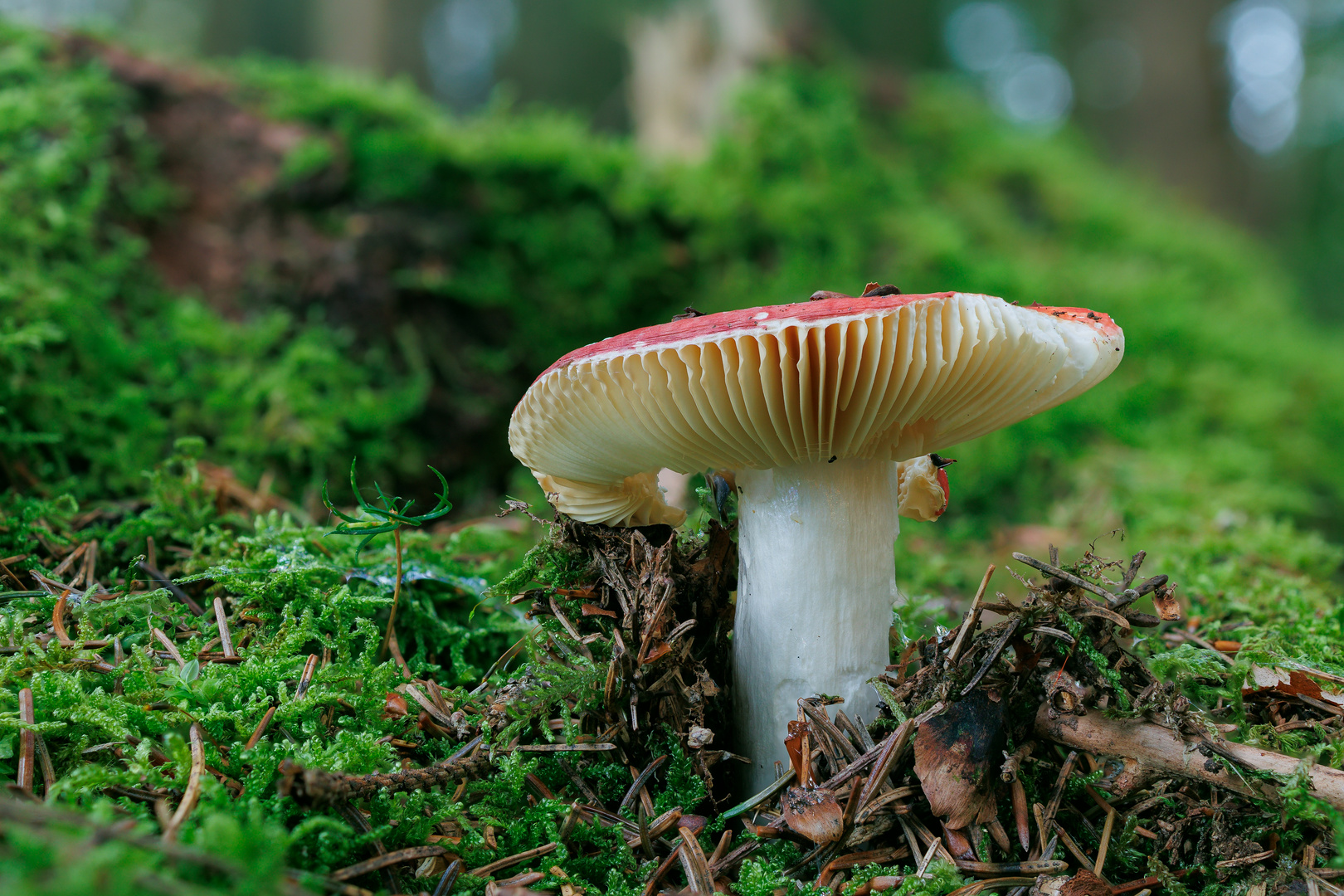 Pilz im Wald