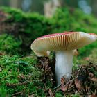 Pilz im Wald