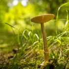 Pilz im Wald