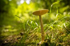 Pilz im Wald