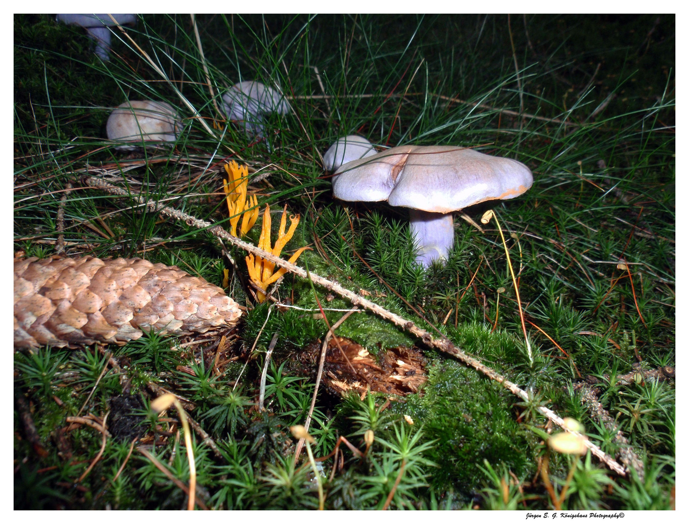 Pilz im Wald