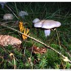 Pilz im Wald