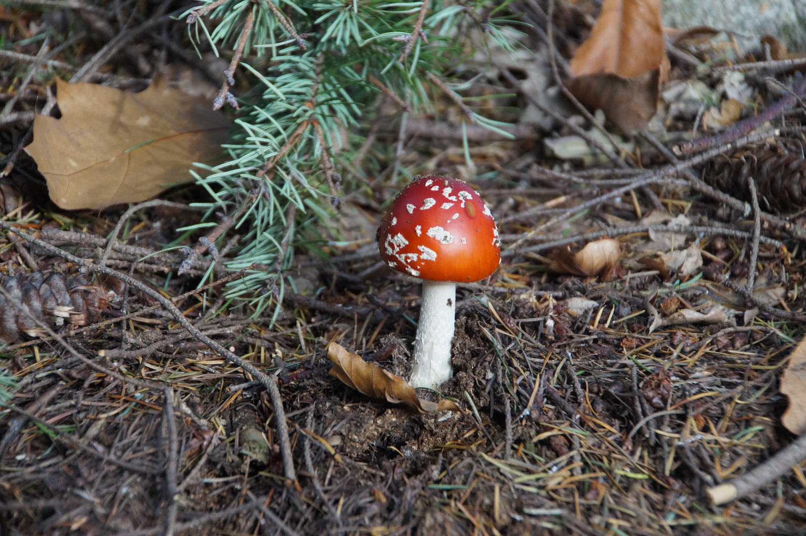 Pilz im Wald