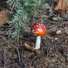 Pilz im Wald