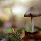 Pilz im Wald