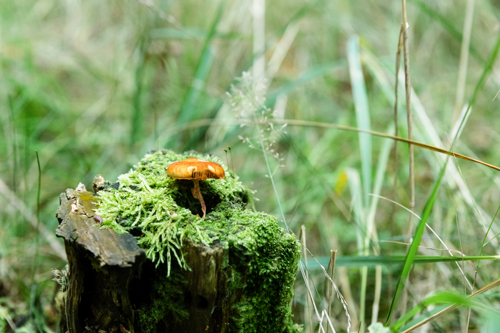 Pilz im Wald