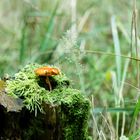 Pilz im Wald