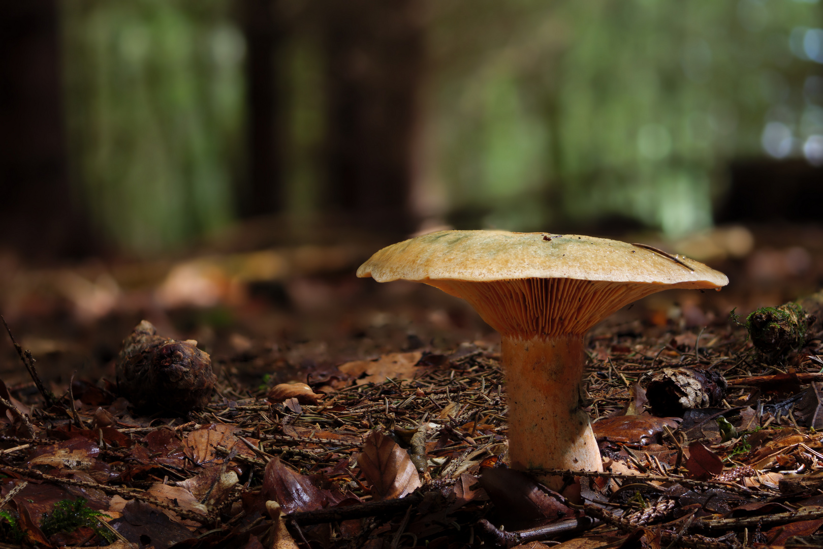 Pilz im Wald