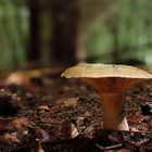 Pilz im Wald