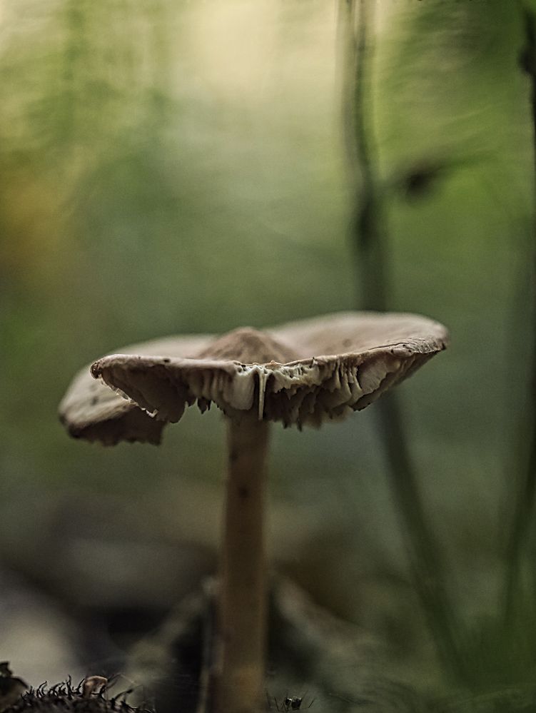 Pilz im Wald