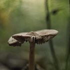 Pilz im Wald