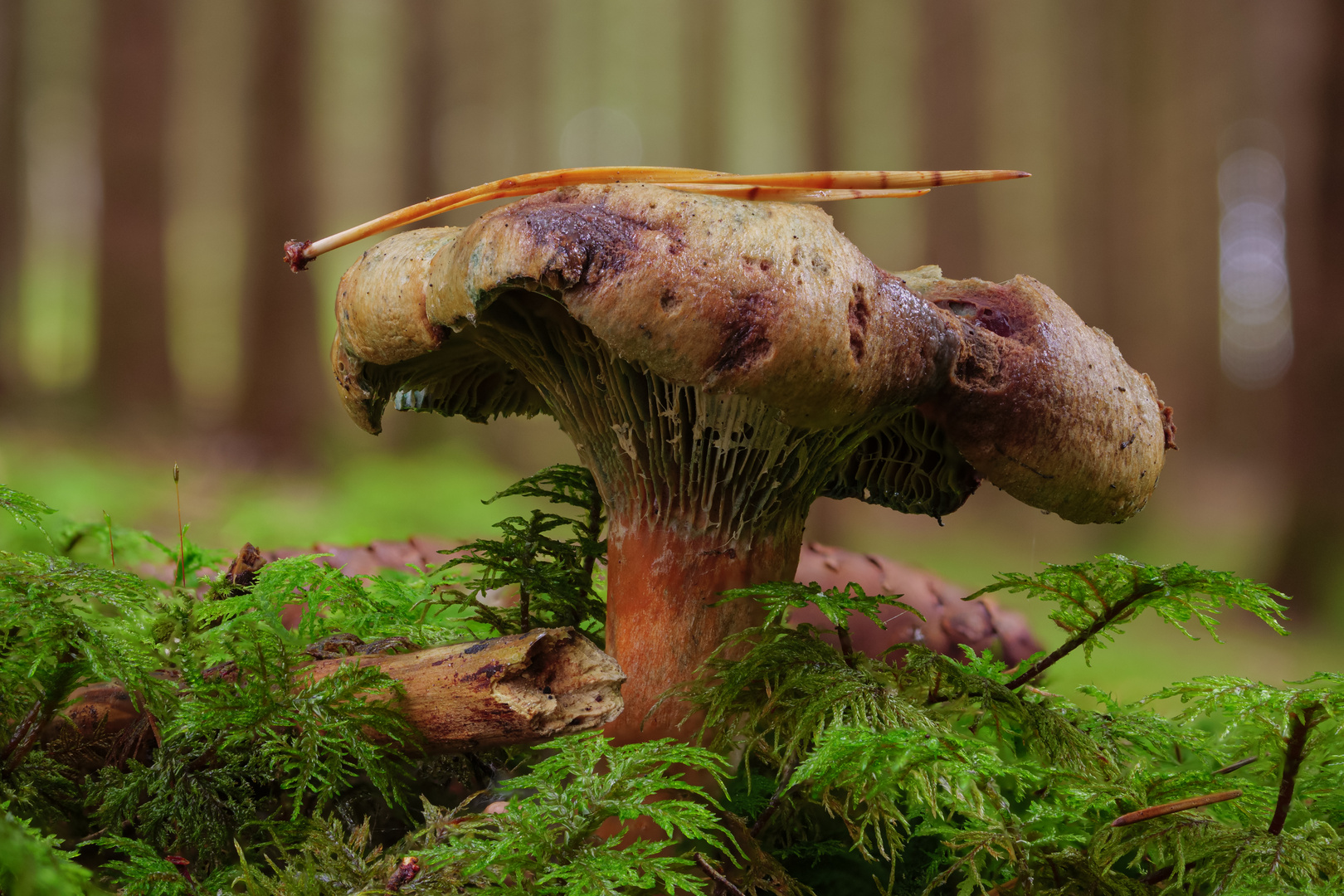 Pilz im Wald