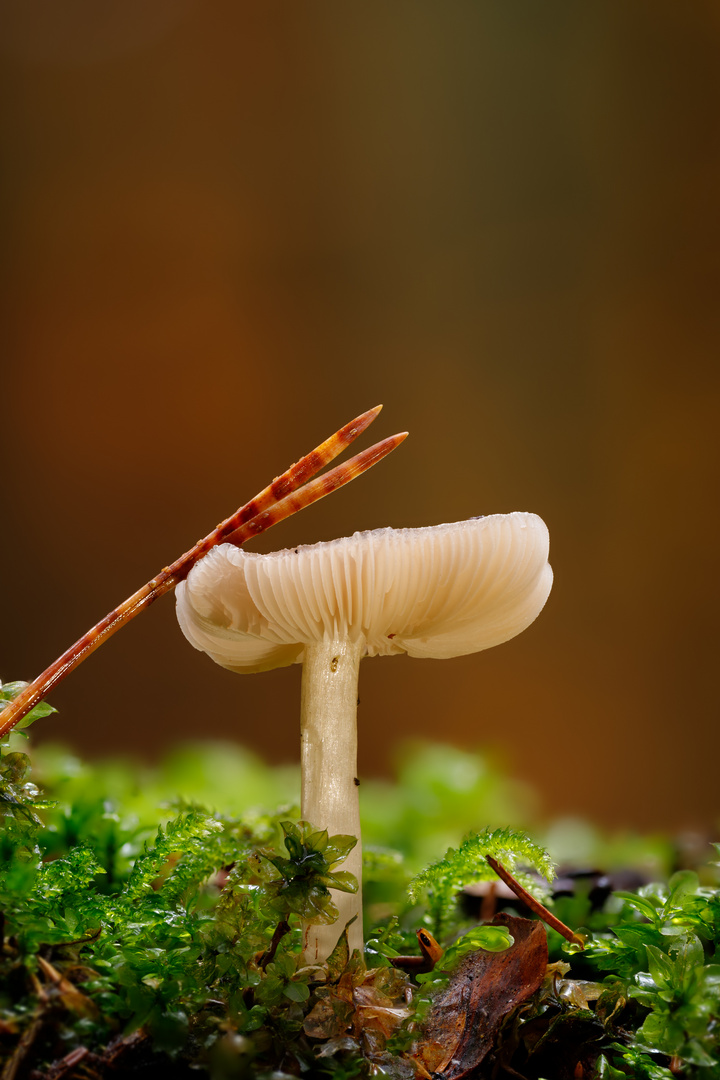 Pilz im Wald