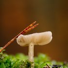 Pilz im Wald