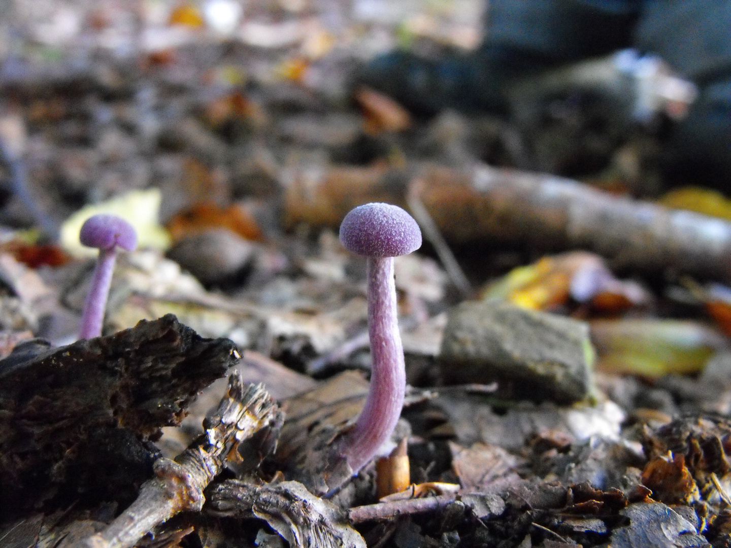 Pilz im Wald