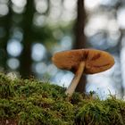 Pilz im Wald