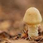 Pilz im Wald